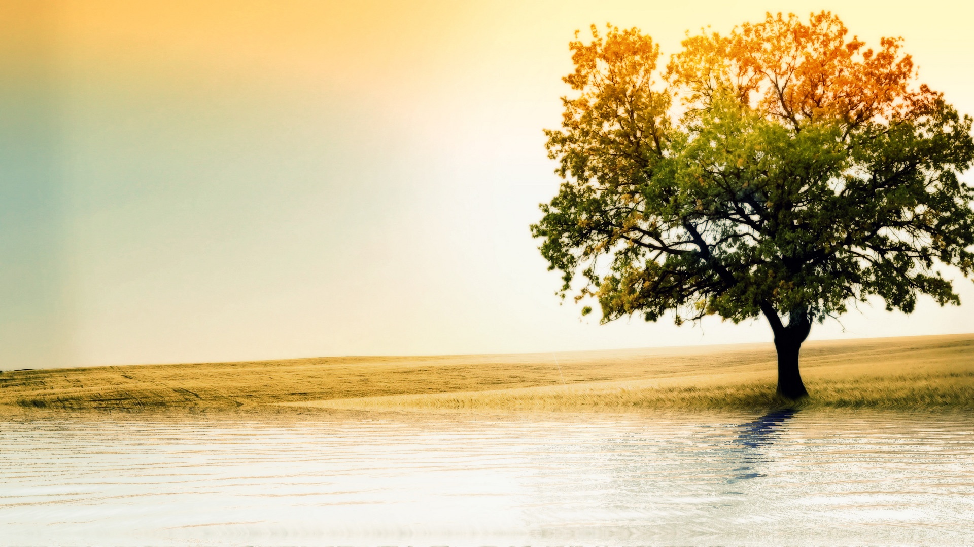 HD Tree Wallpaper