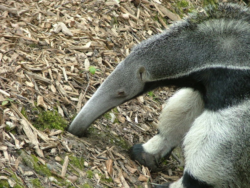 Anteater Pictures Wallpaper Of
