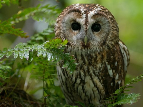 Cute Owl HD Wallpaper Crystalvore