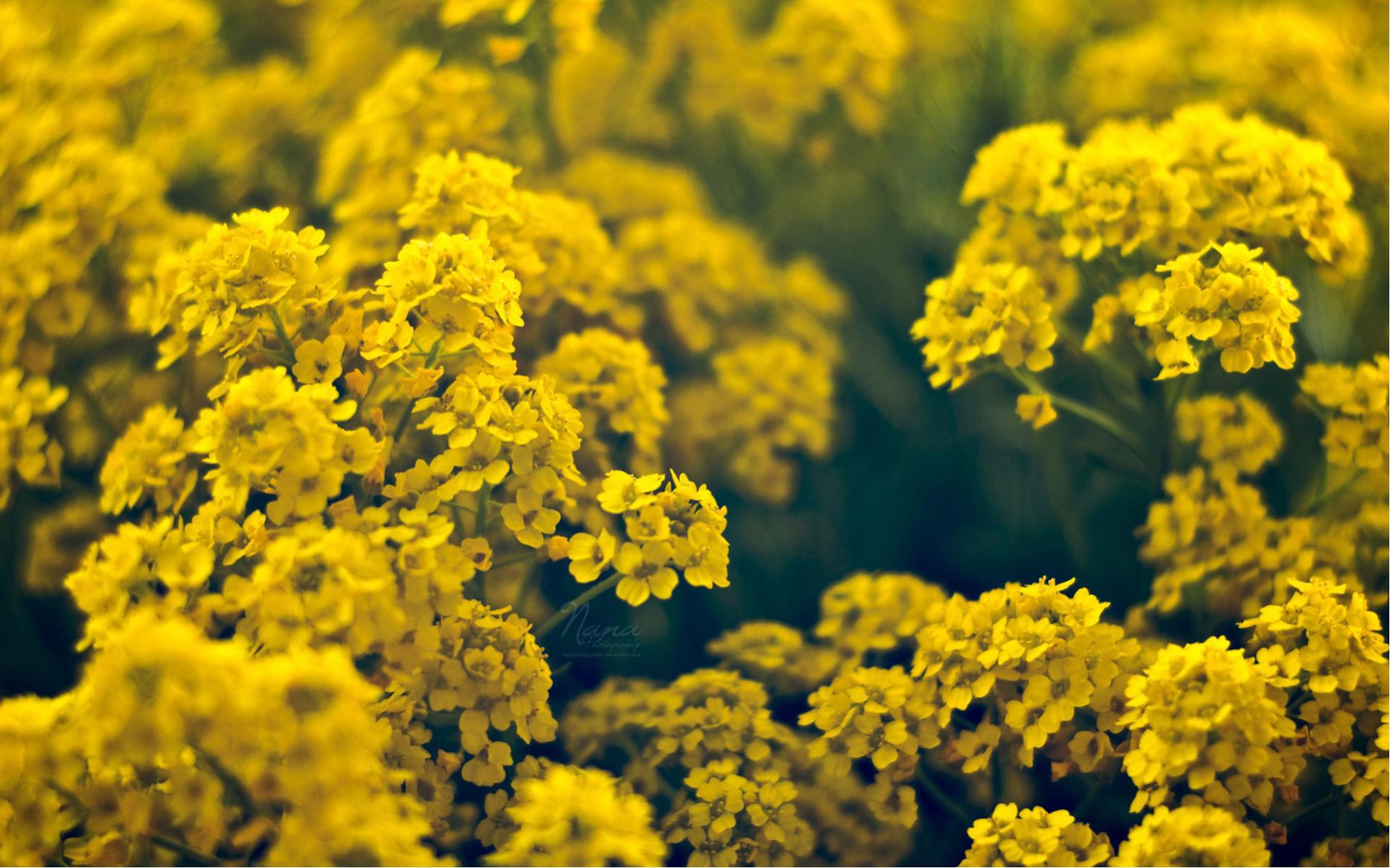 Yellow Floral Wallpaper Plant Desktop Background
