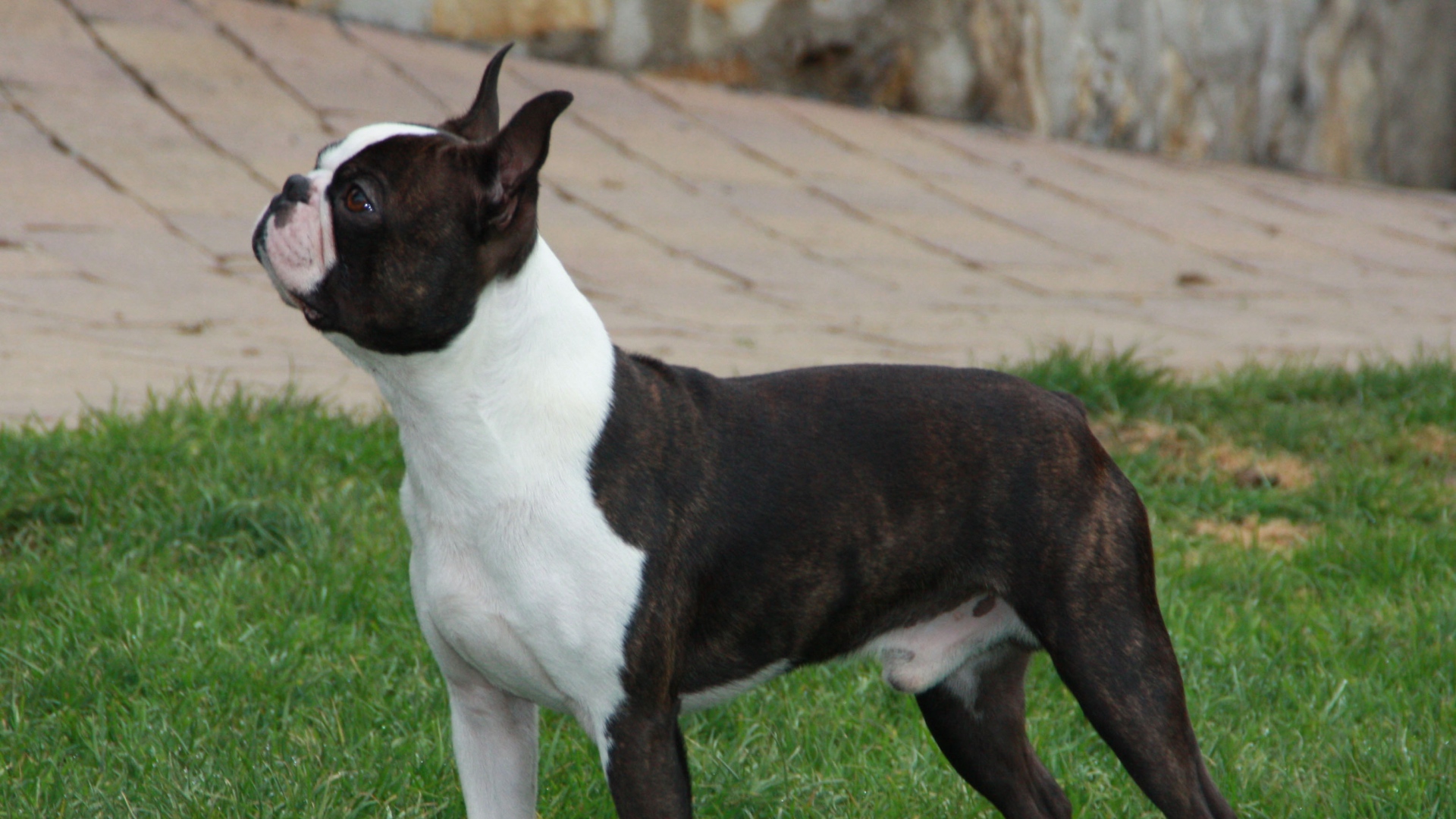 Boston Terrier Dog Spotted Walk Full HD 1080p Background