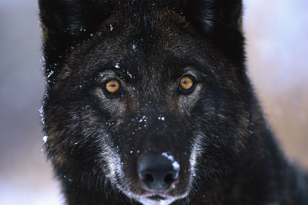 Black Wolf Photo