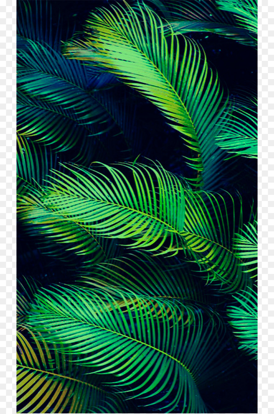 Palm Tree Leaf Png Transparent