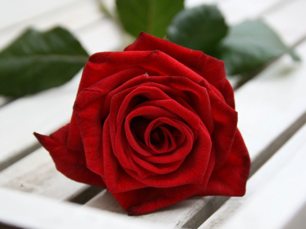 Beautiful Red Rose One HD Wallpaper Pictures Background