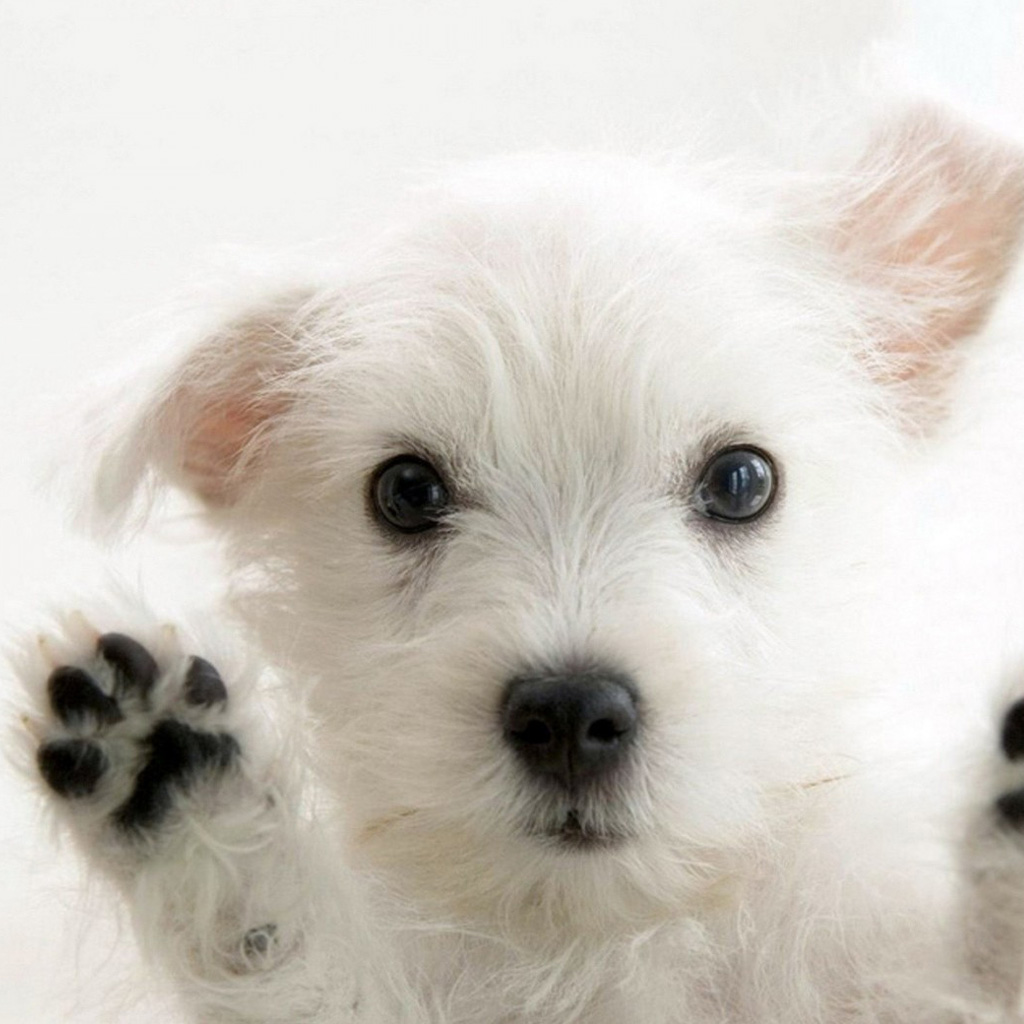 Wallpaper Cute Puppy Animal iPad Mini HD
