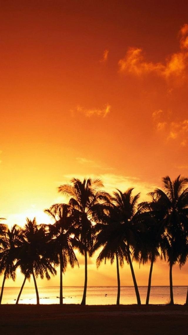 beautiful sunset palm trees beach Nature iPhone wallpapers HD