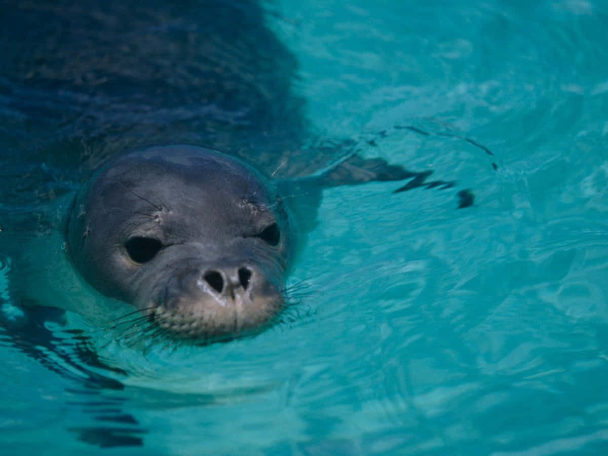 Monk Seal Swimmingin Crystal Blue Water Wallpaper