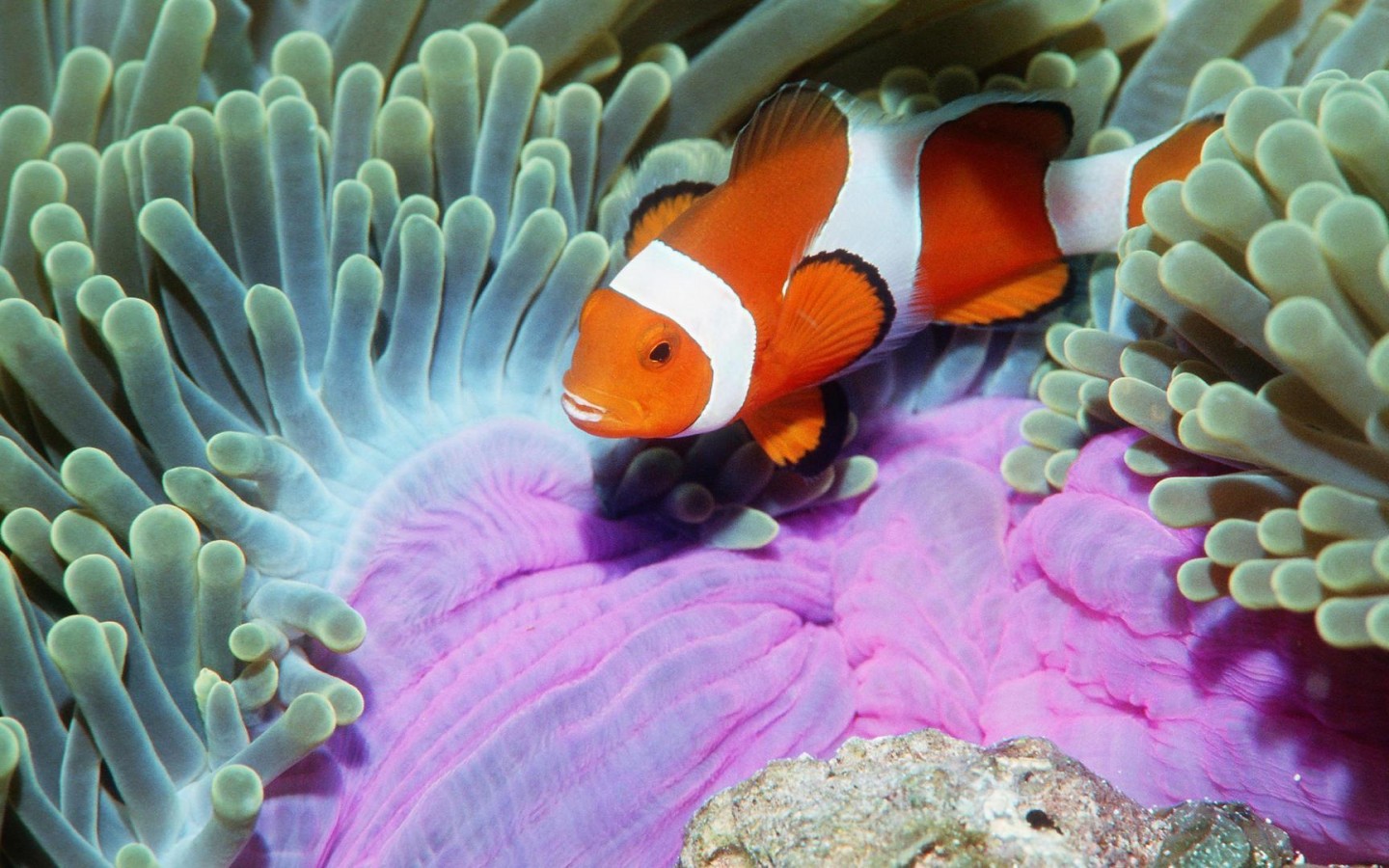 Clown Fish HD Desktop Wallpaper Widescreen High