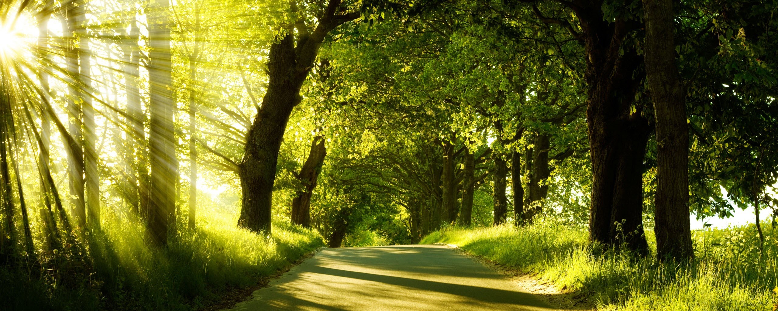 Green Nature Dual Monitor Wallpapers HD Wallpapers