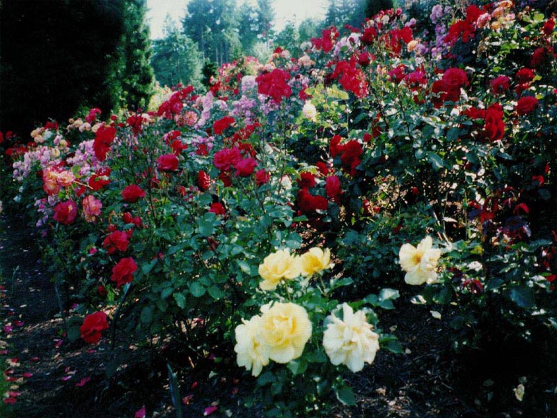 Rose Garden Wallpaper And Background X Deskpicture