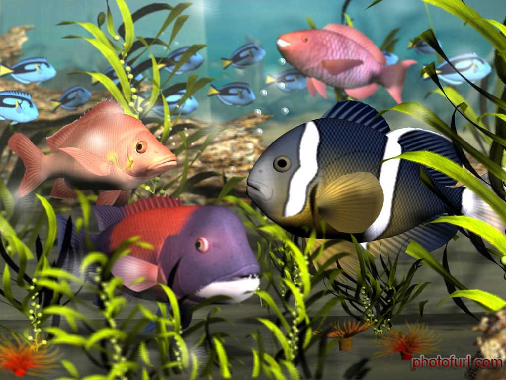 Beautiful Colourful Fish Desktop Wallpaper Jpg