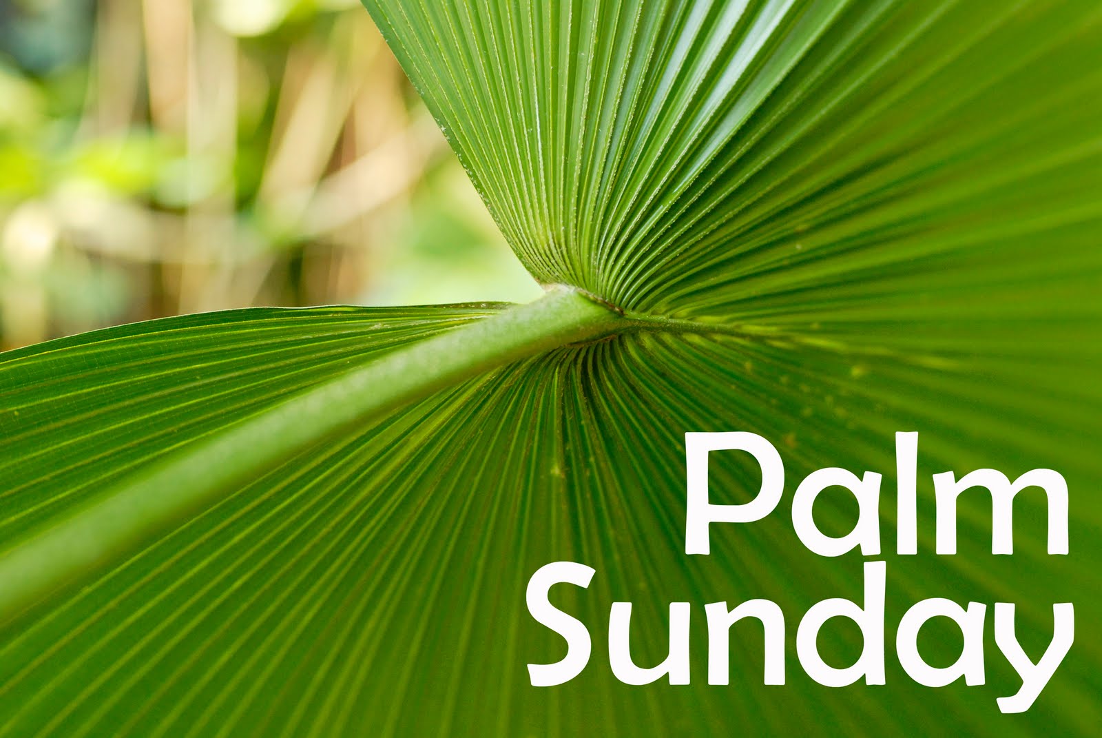 Verse Greetings Card Wallpaper Palm Sunday Desktop Background