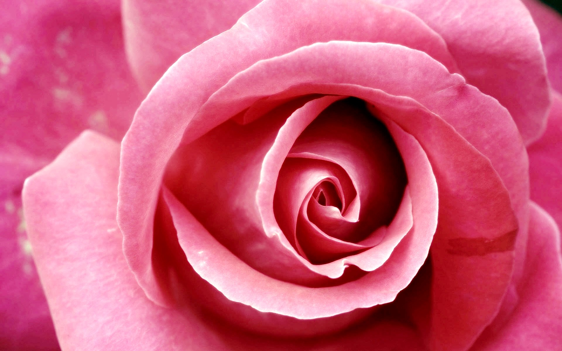 Beautiful Pink Rose Wallpaper HD