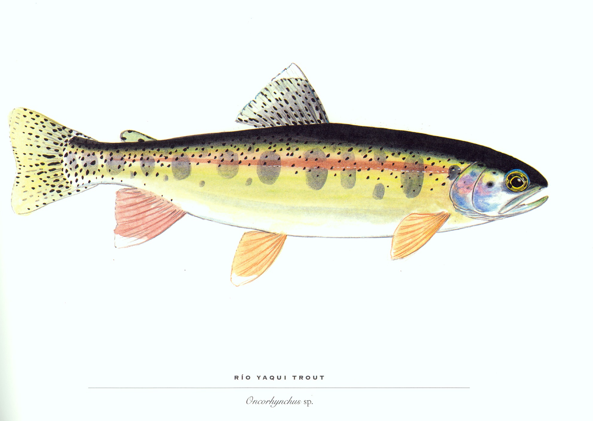 Trout Full HD Quality Wallpaper Widescreen
