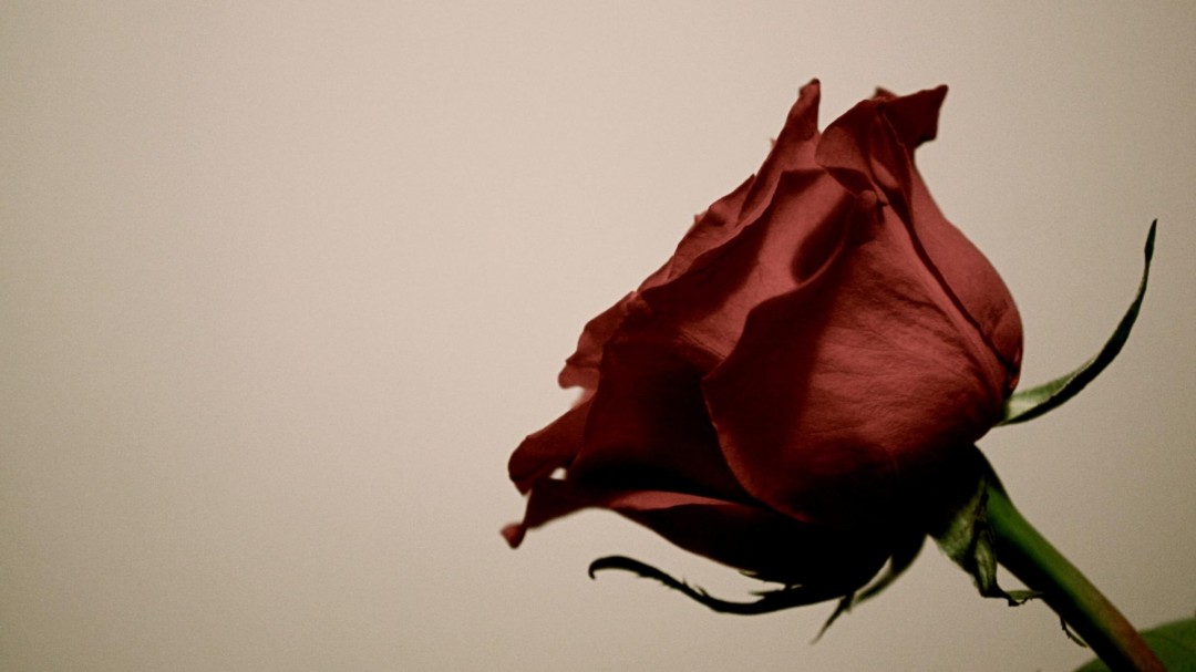 Red Rose Flower Desktop HD Wallpaper Of