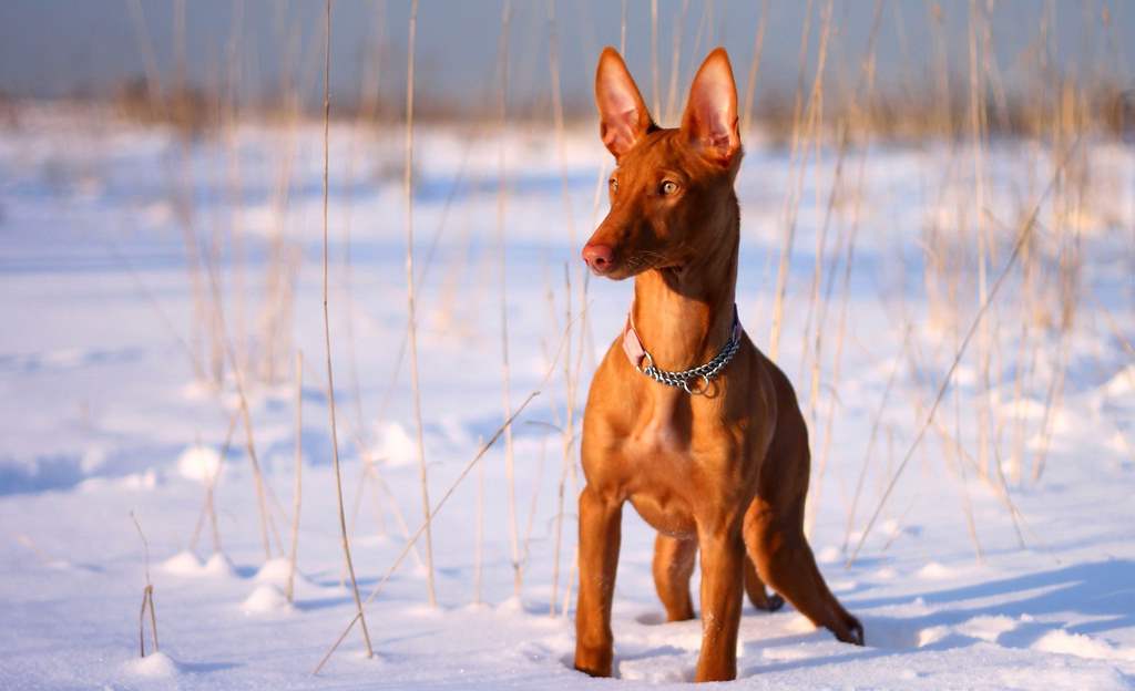 Pharaoh Hound Standing On Snow Puppies Wallpaper Picture