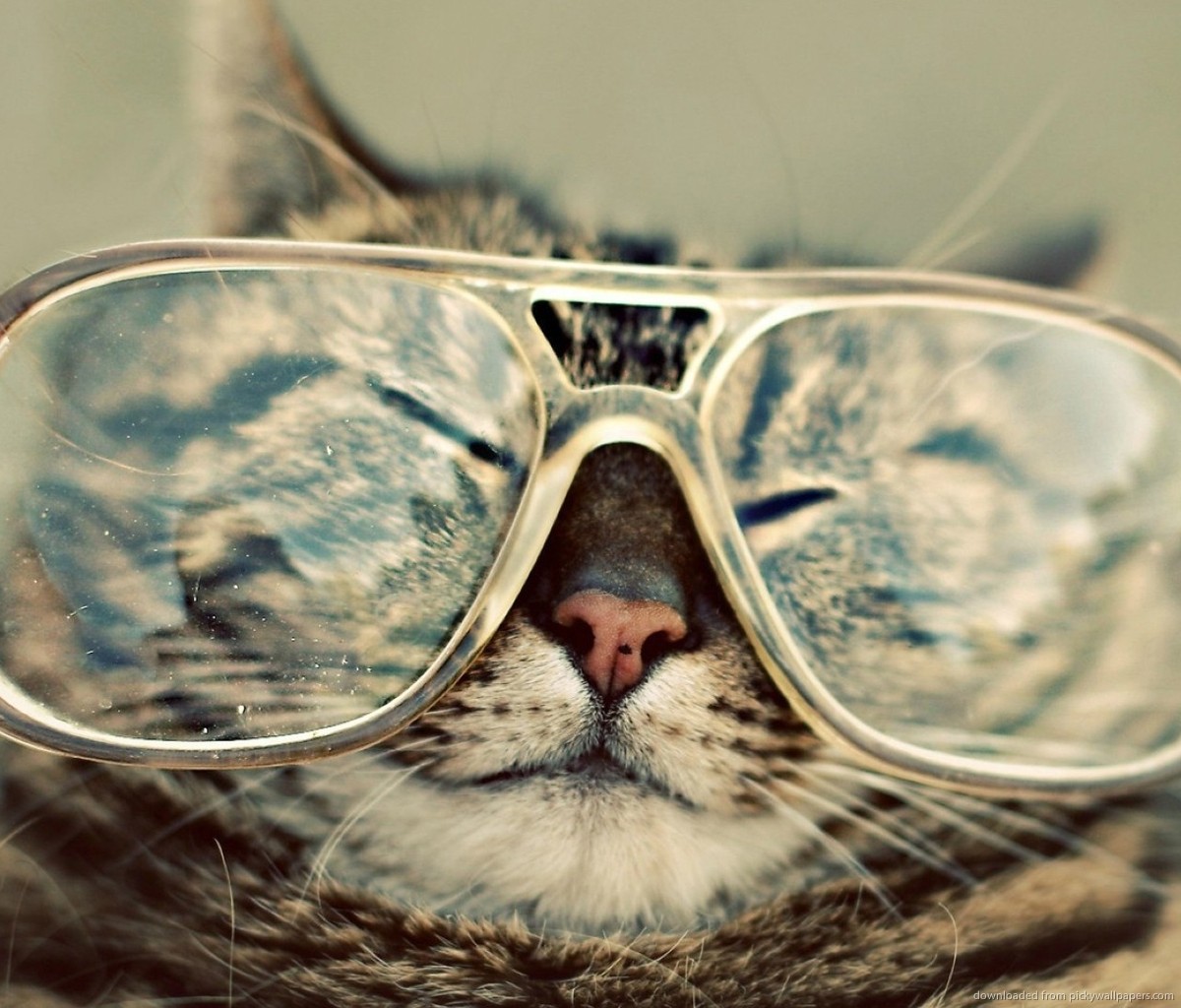 Galaxy Glasses Cat Wallpaper Memes Trending Space