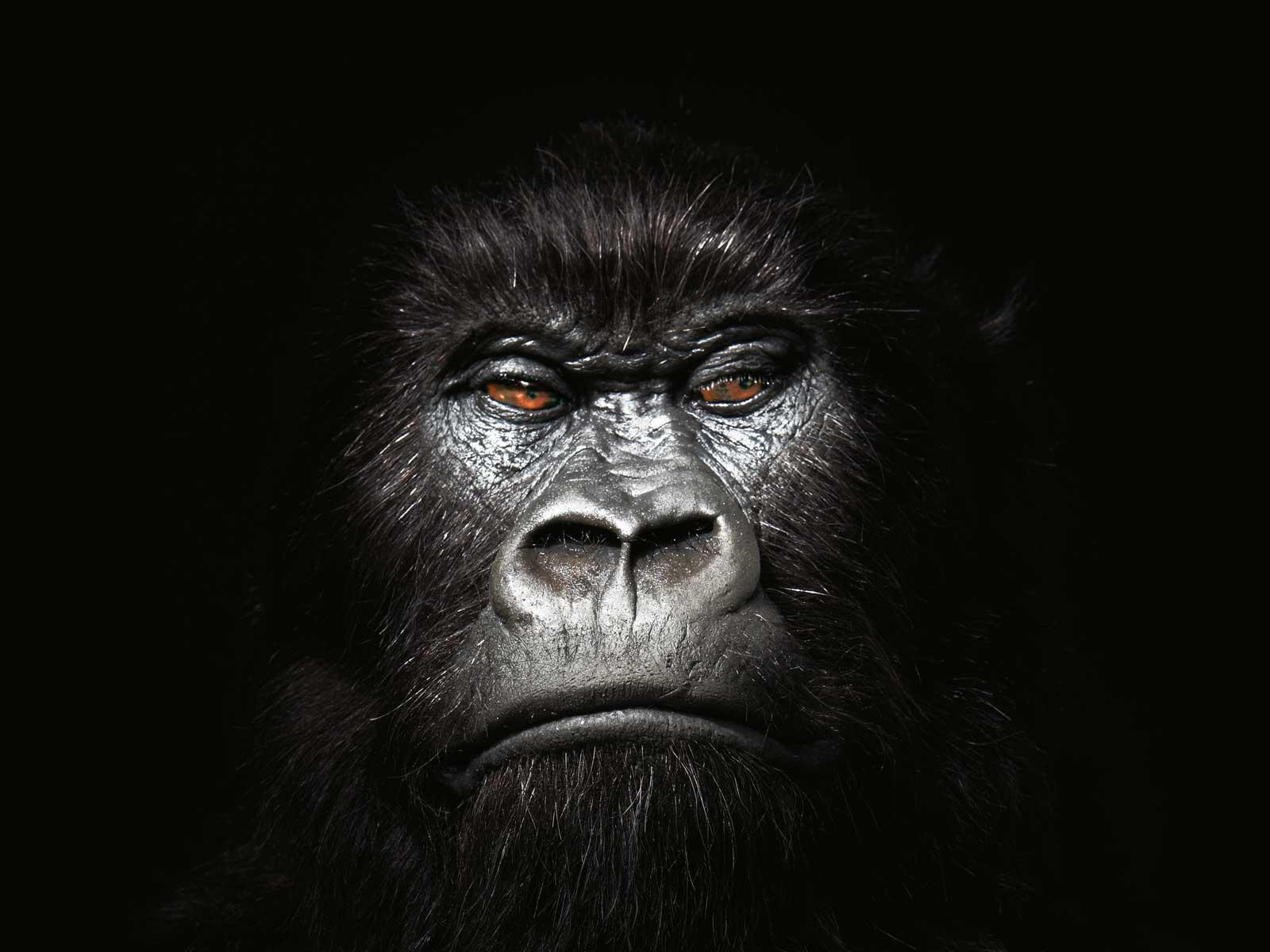 Gorilla Wallpaper Funny Animals