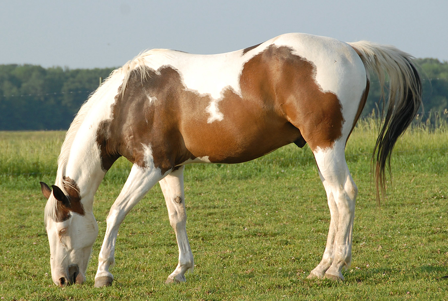American Paint Horse Info Origin History Pictures
