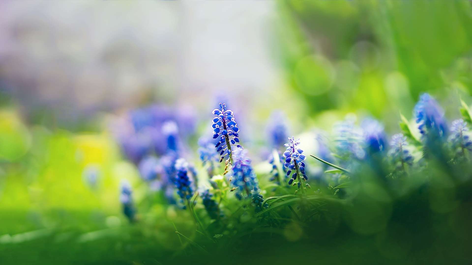 Wallpaper Muscari Flowers HD 1080p Upload At March