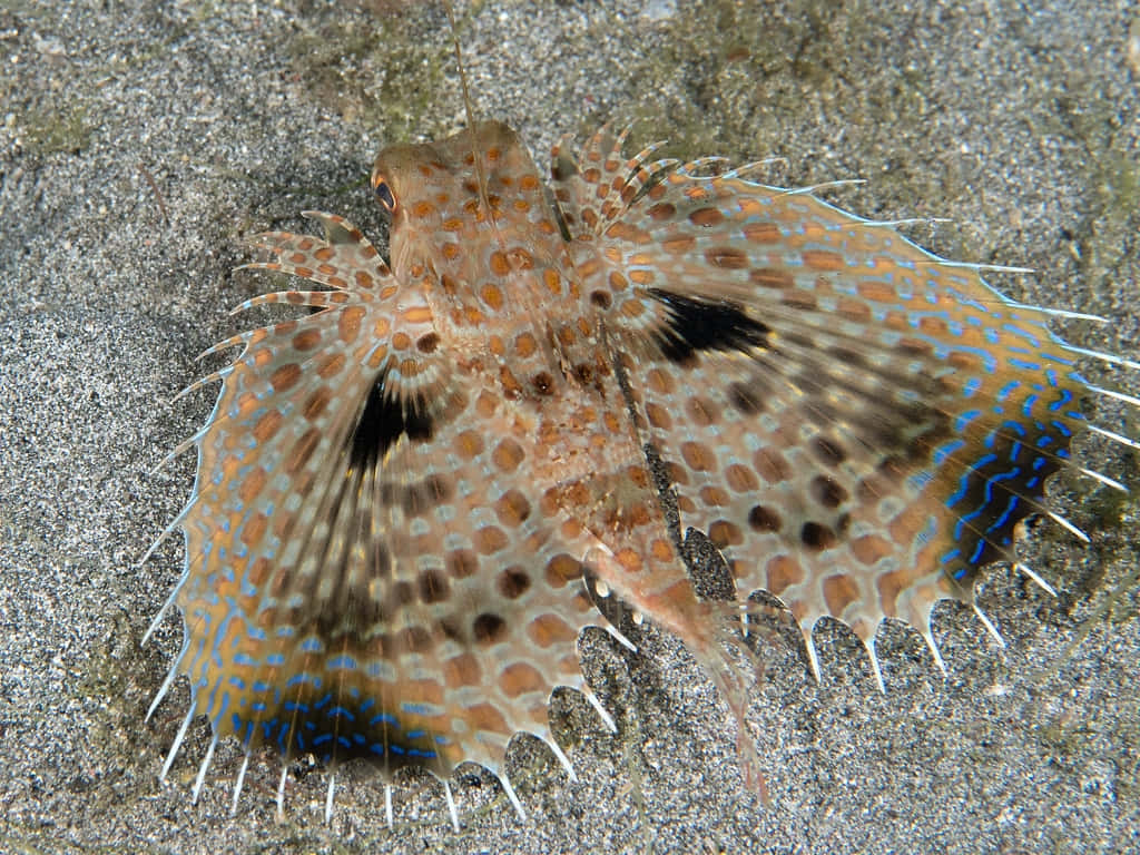 Flying Gurnard Spread Fins Sandy Bottom Wallpaper