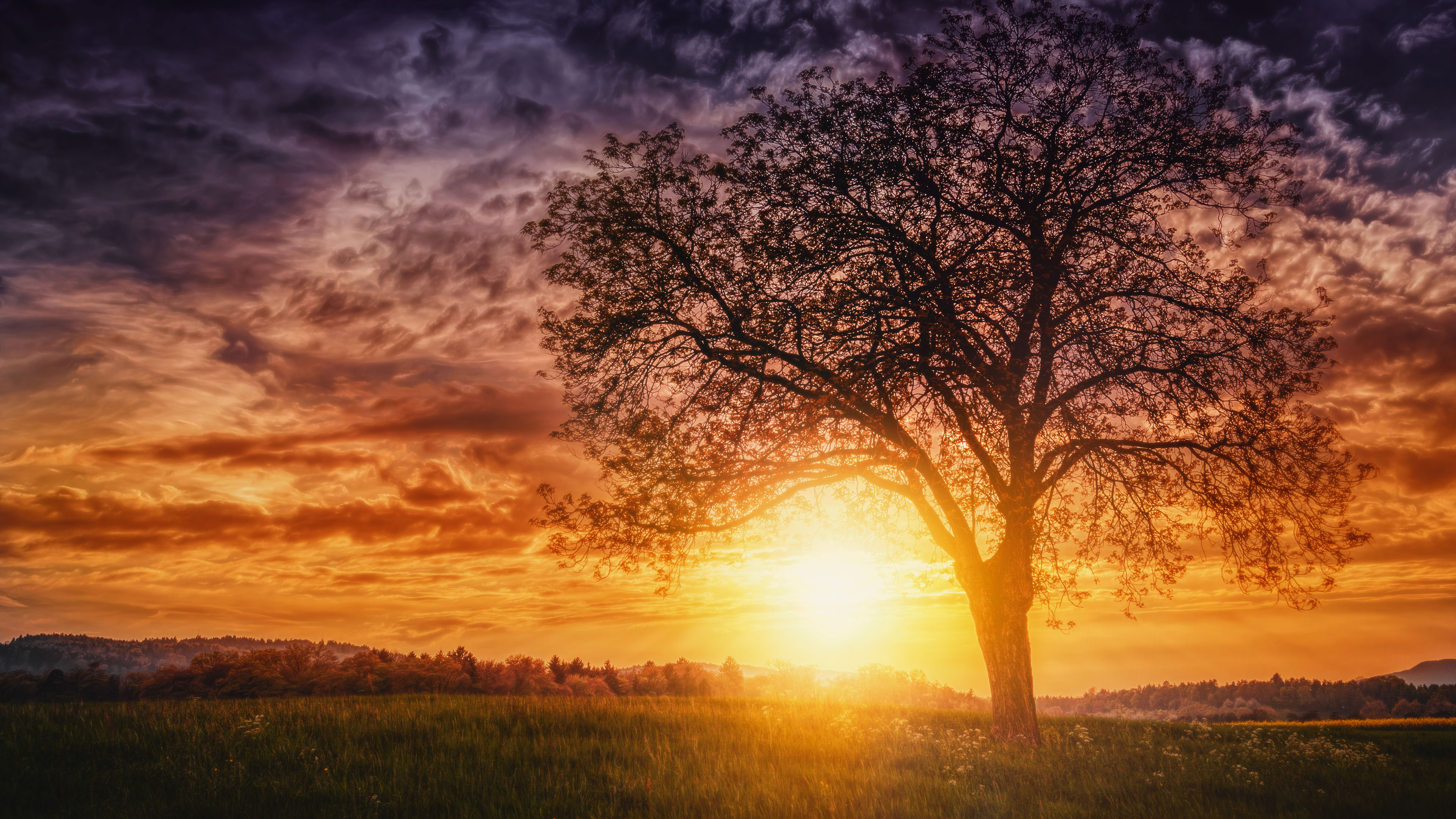 Sunset Nature Trees Wallpaper HD 4k Image