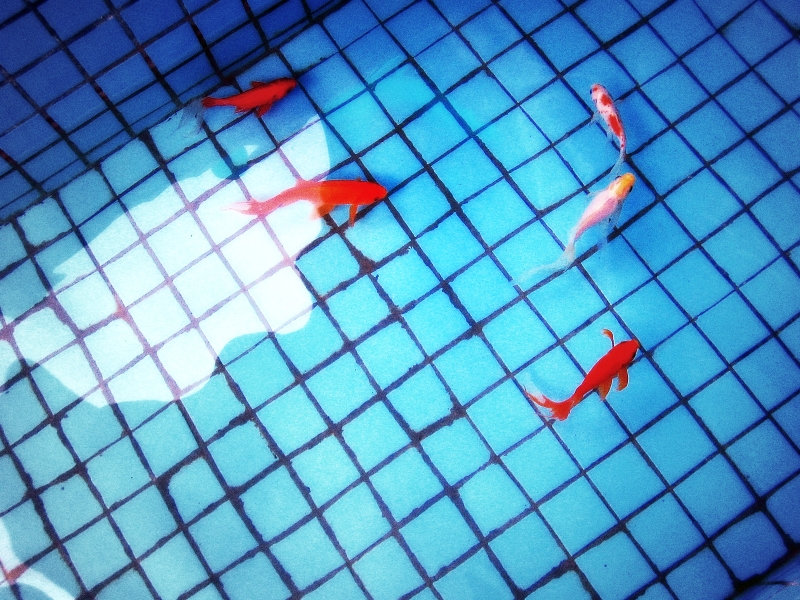 Fish Koi Swimming Pools Wallpaper Animals HD