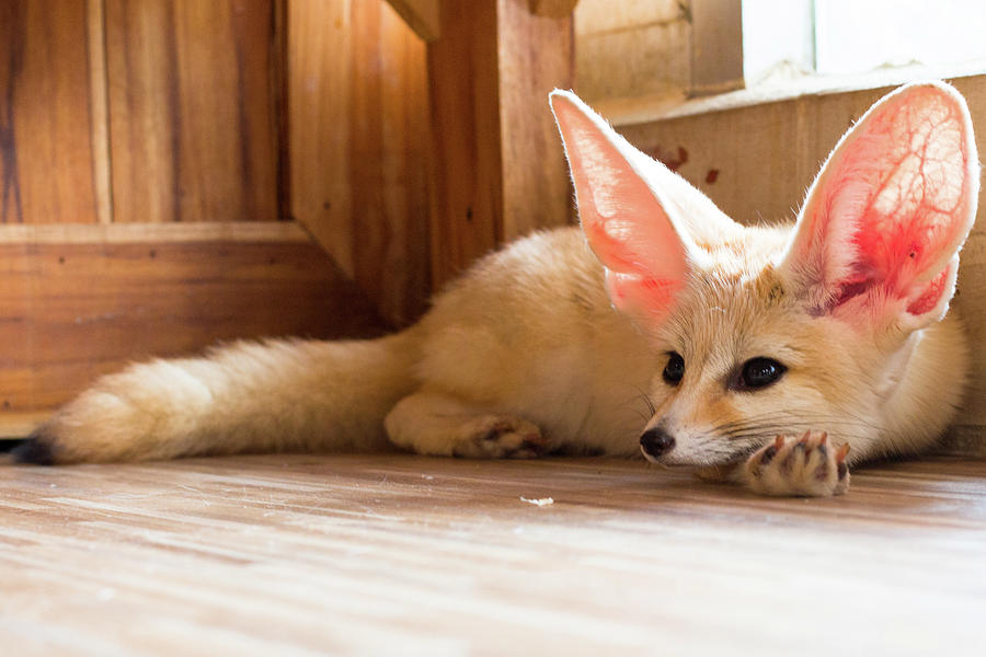 Fennec Fox Year Isolate On Background Front From The Top
