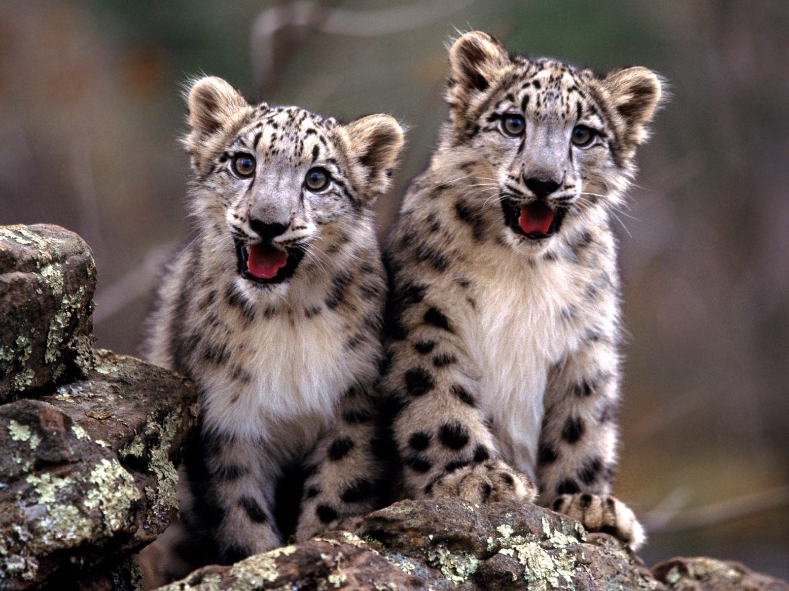 Animals Snow Leopard