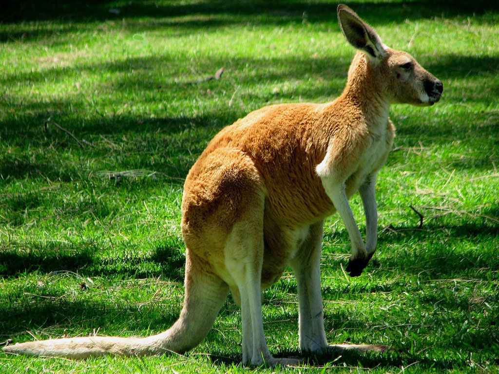 Kangaroo Wallpaper Australian Animal