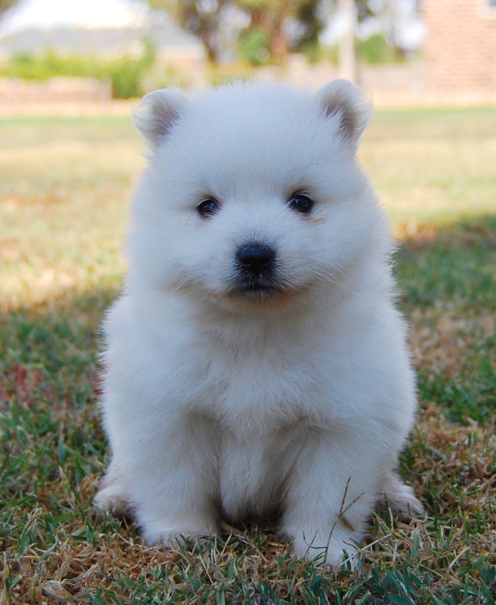 Lovely Japanese Spitz Puppy Photo And Wallpaper Beautiful