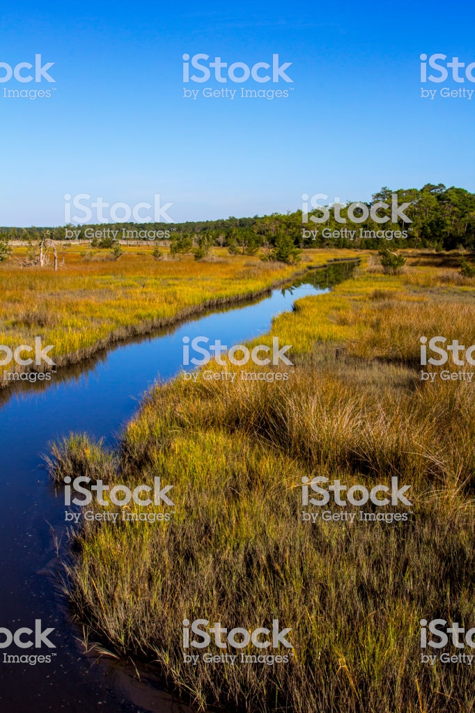 Coastal Saltwater Tidal Marsh In The Croatan National Forest North