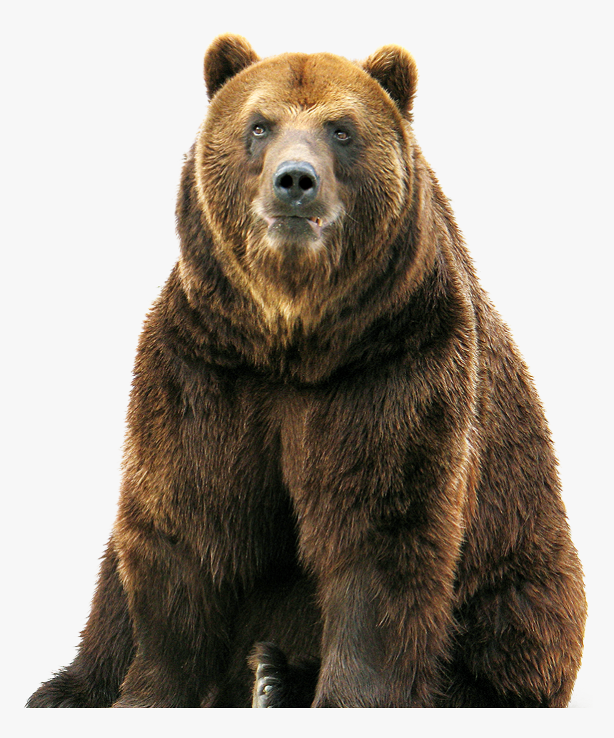 Bear Png Image Grizzly Transparent Background