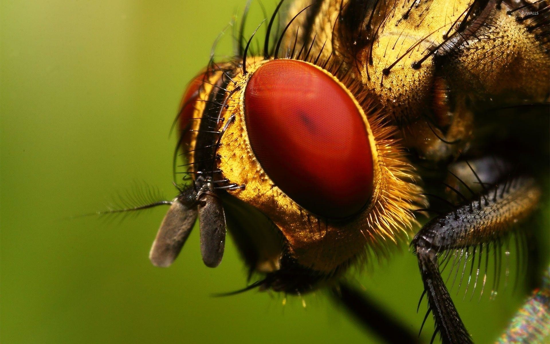 Insects Wallpaper