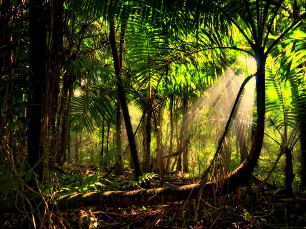Beautiful Rainforest Backgrounds Amazing Wallpapers 1024x768