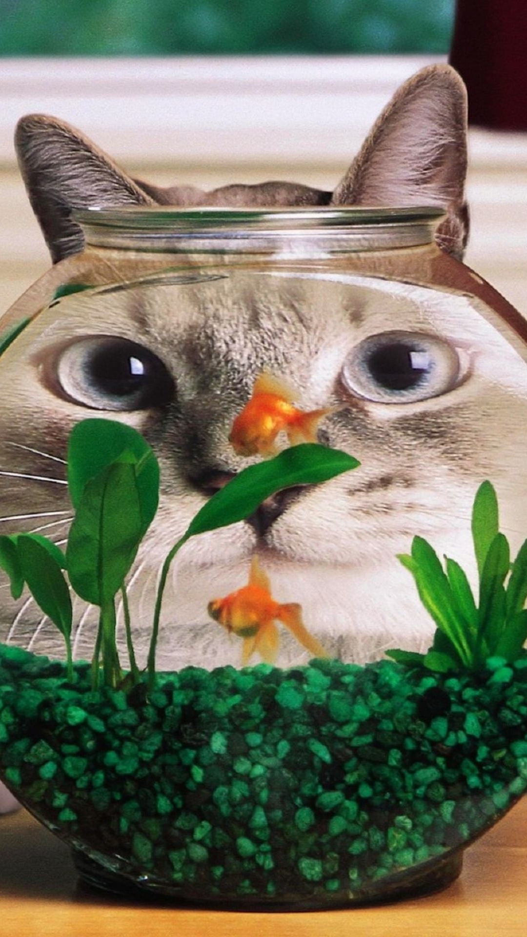 Funny Cat Fish Tank iPhone Plus HD Wallpaper Ipod
