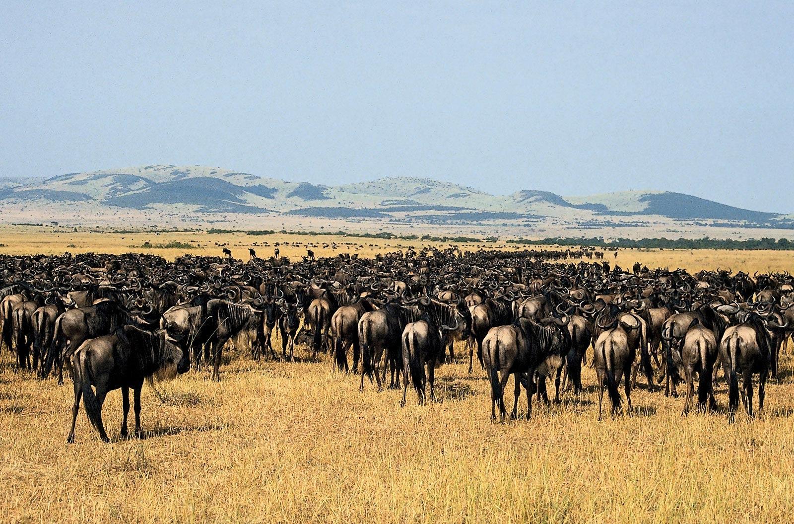A large herd of wildebeest grazing in the African savanna during their annual migration