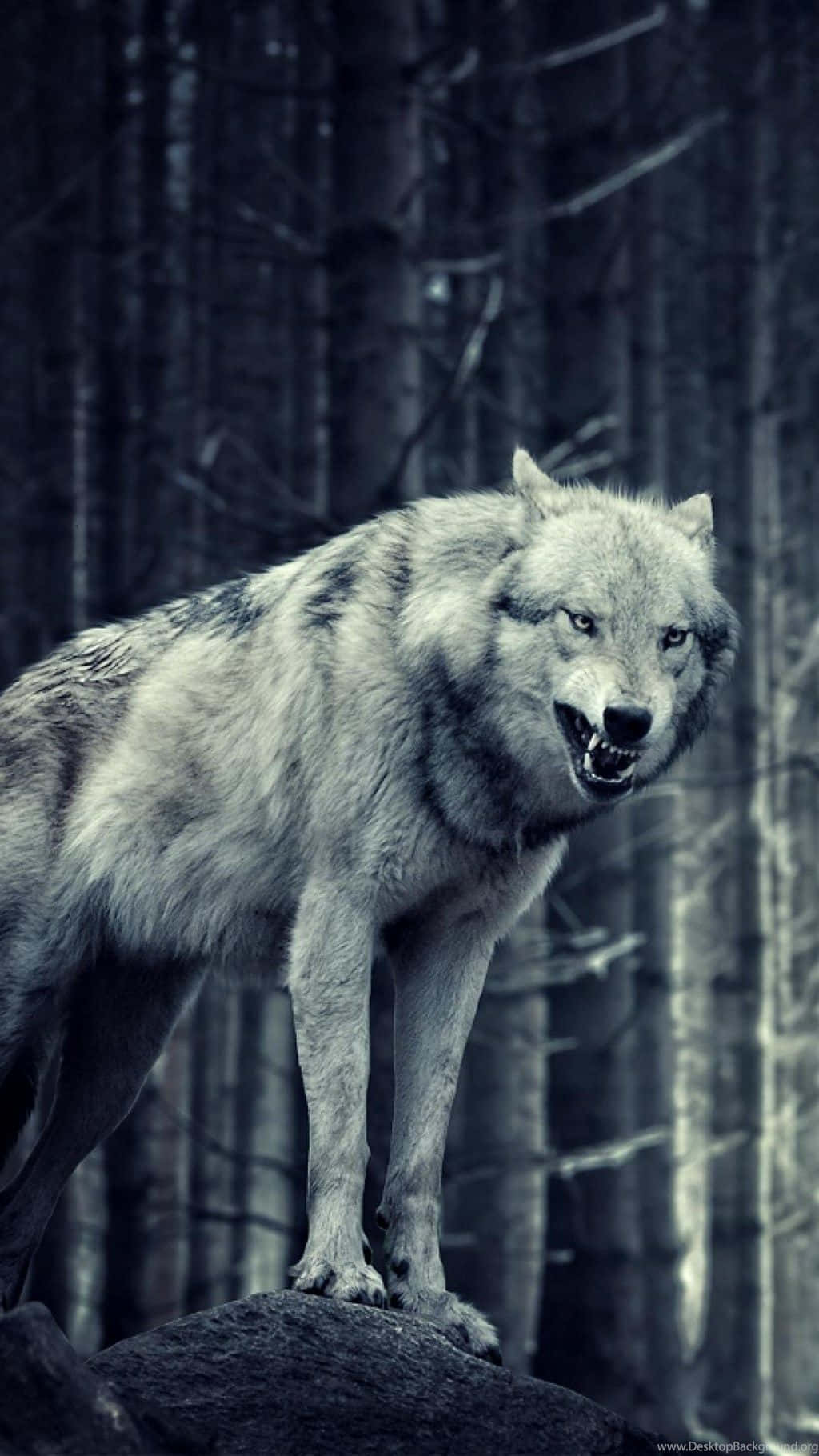 Wolf Phone Wallpaper