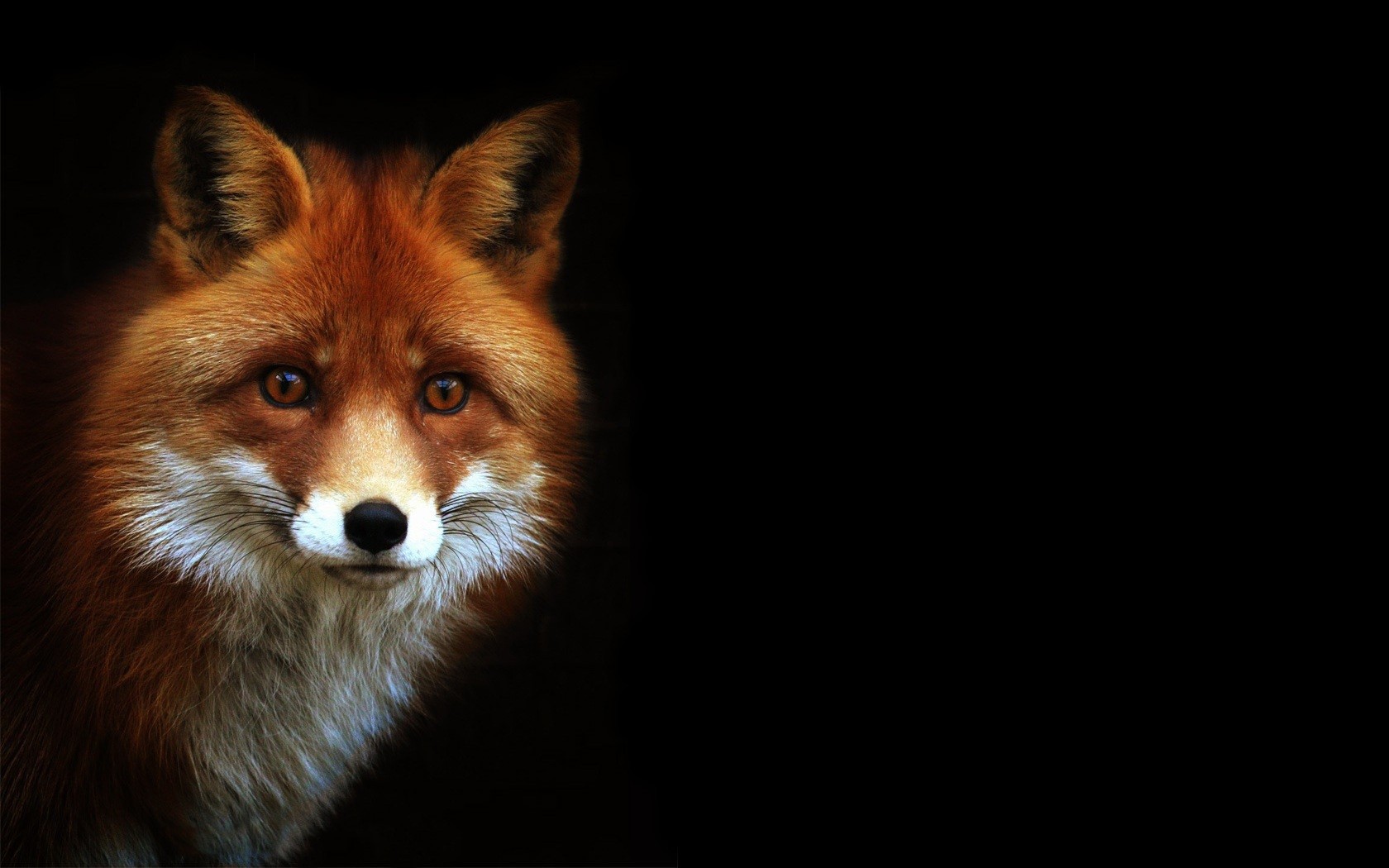 Fox On A Black Background Wallpaper And Image Pictures