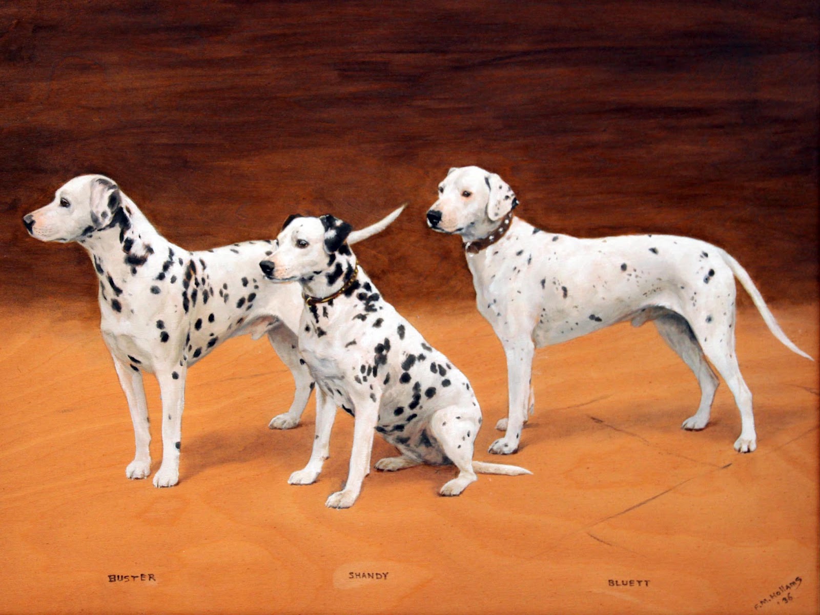 Dalmatian Wallpaper Pets Cute And Docile