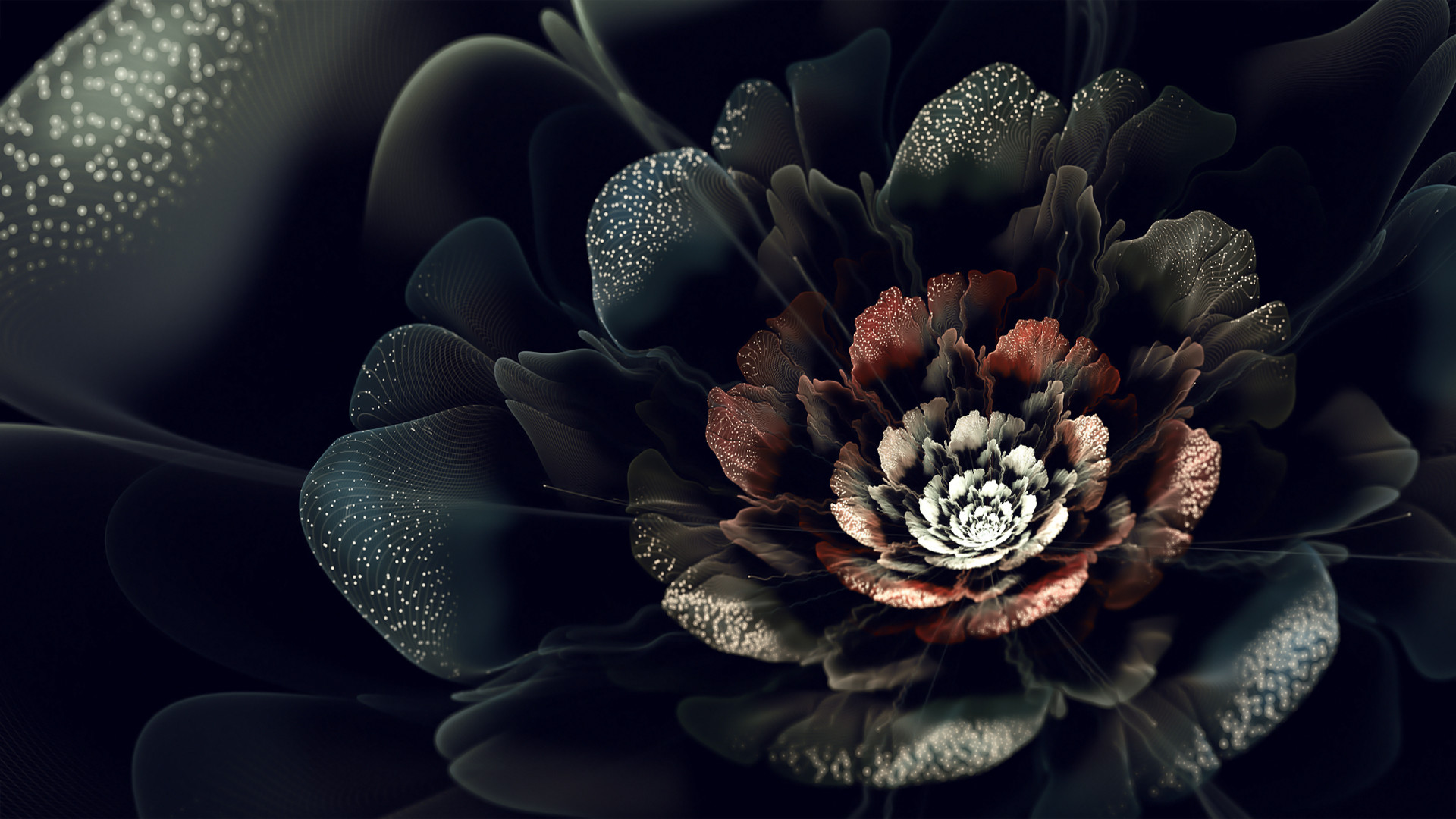 Black Roses HD Wallpaper S