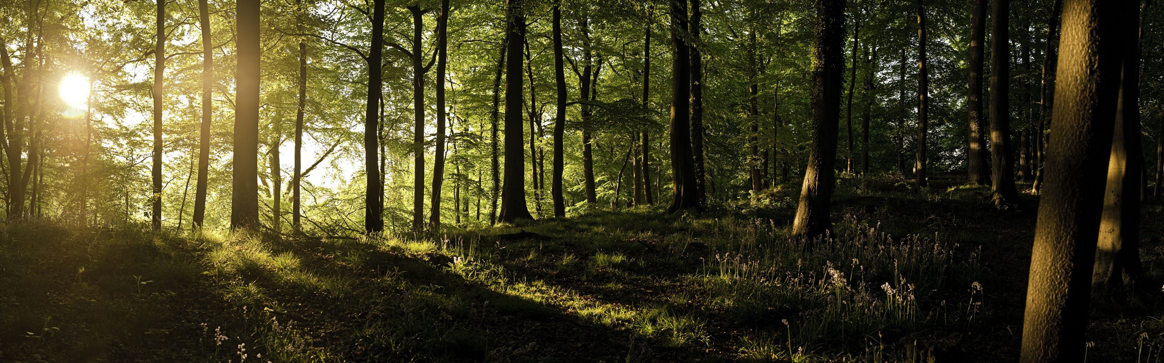  England forests sunlight United Kingdom panorama wallpaper background