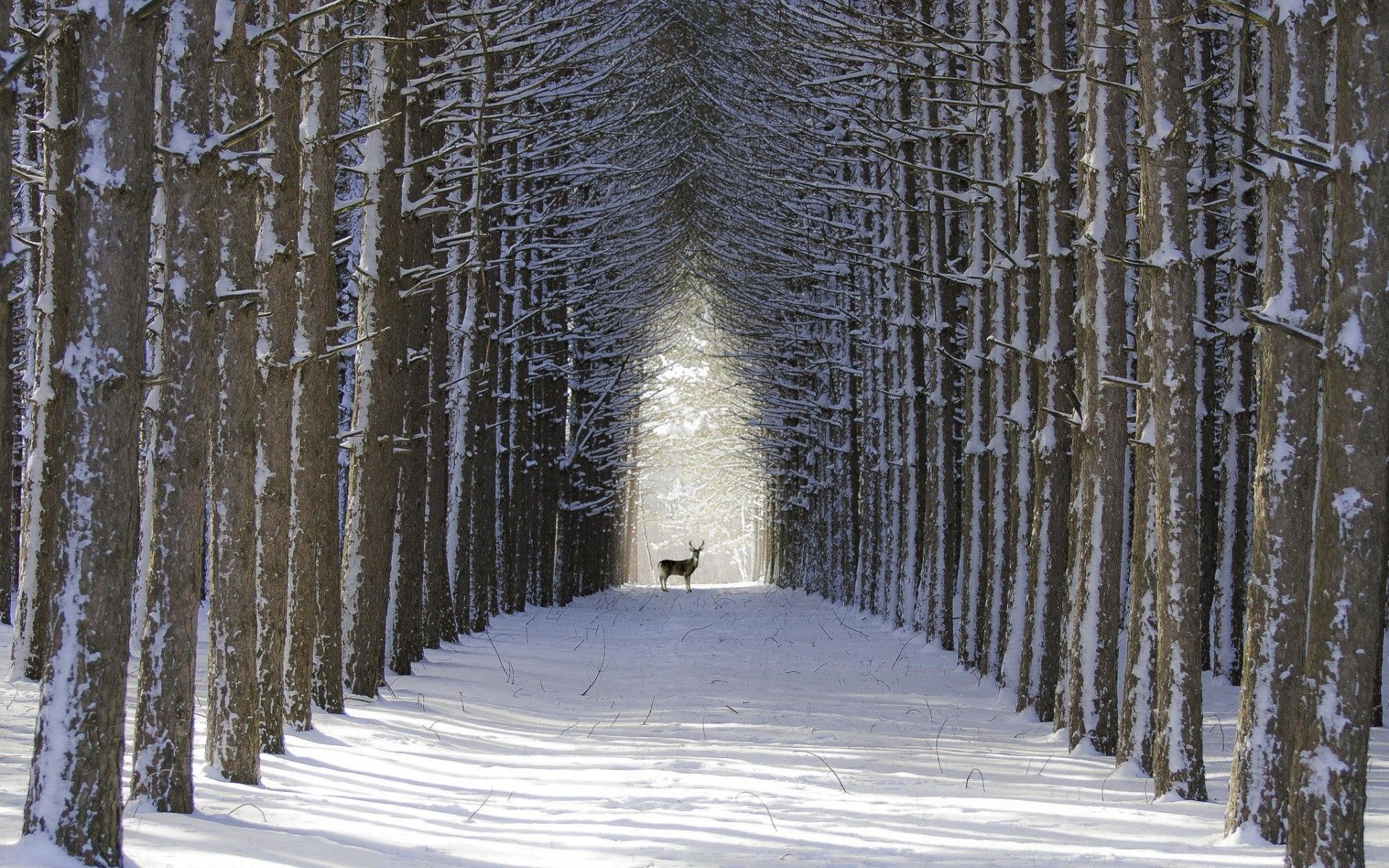 Deer In Winter Snow Wallpaper At Wallpaperbro