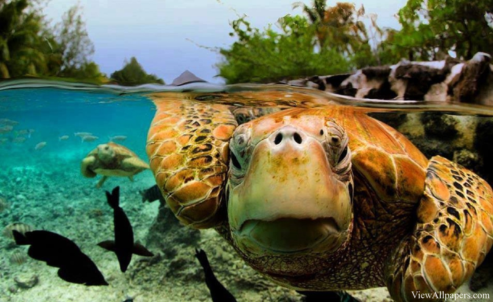 Animal Pla Green Sea Turtle High Resolution