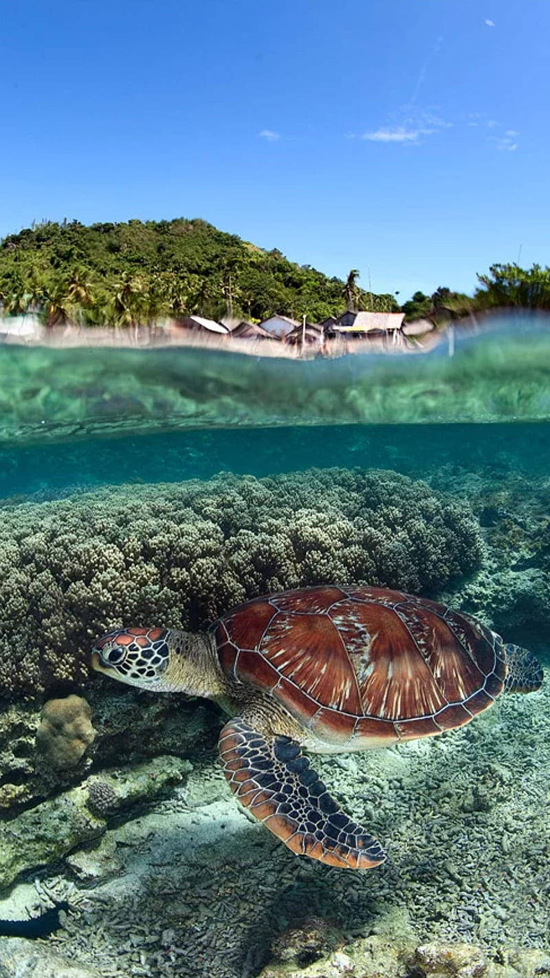 Sea Turtle Iphone Wallpaper