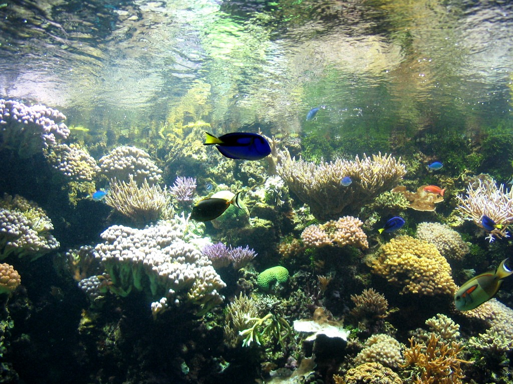 Cool Aquarium Background Image Nice