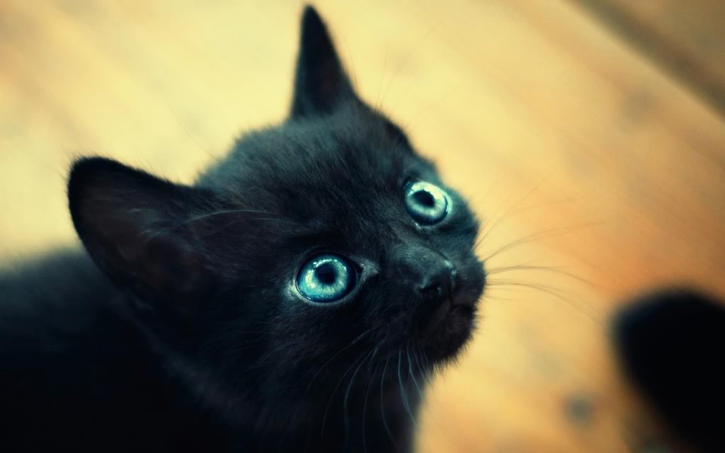 Black Kitten Cats Wallpaper