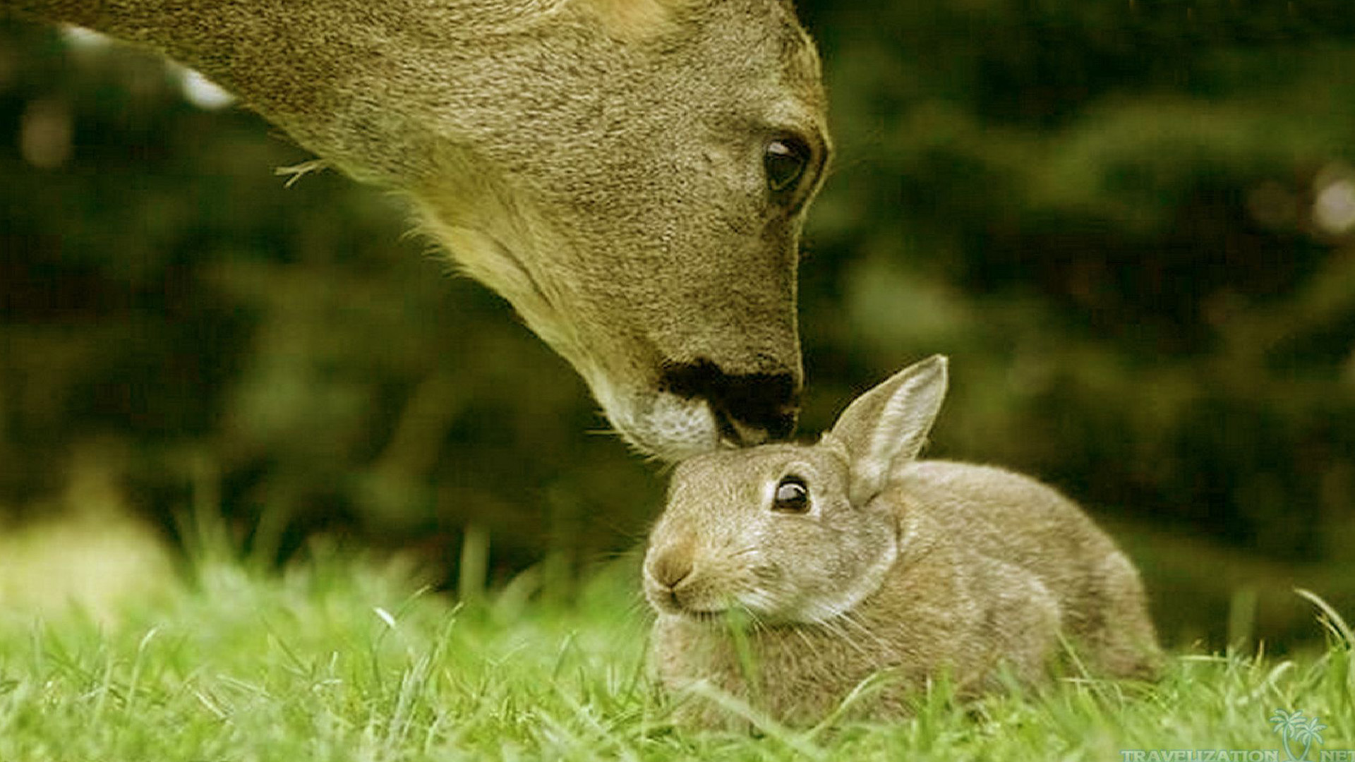 Cute Baby Animals Small Gray Rabbit Wallpaper HD Desktop