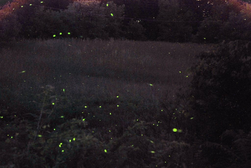 lightning bugs galore by pjs15204 on
