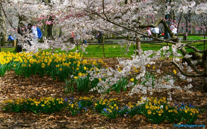 Central Park Flowers Albums